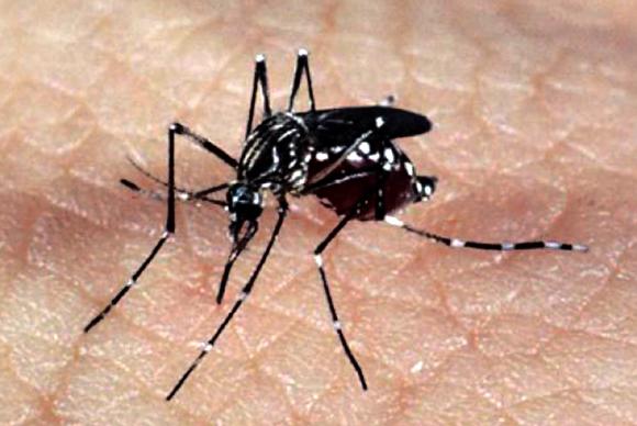aedes_dengue_zika