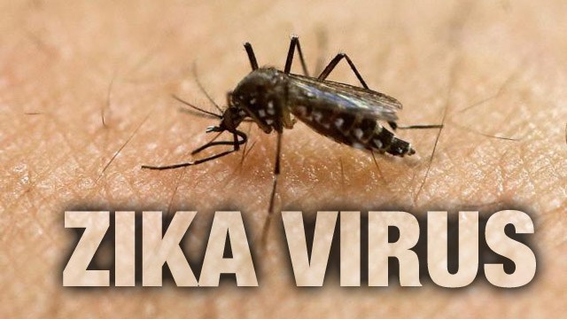 zika virus