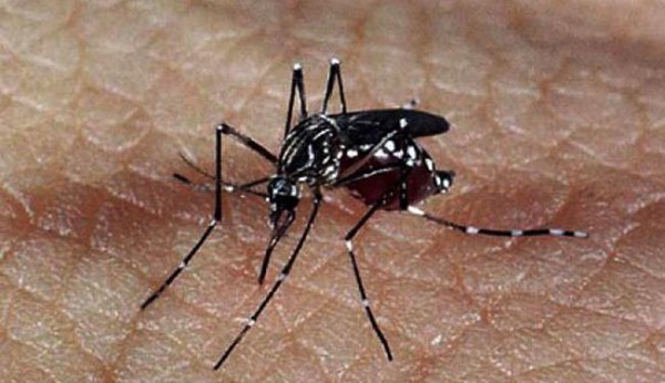 zika virus