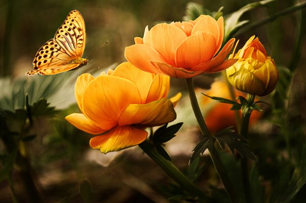 Primavera