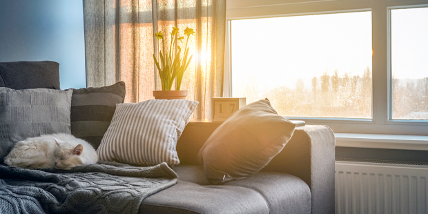 web3-sunlight-sun-living-room-cat-home-house-room-shutterstock_1032503431