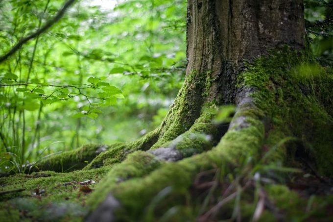ecologia Tronco de árvore coberto de musgo; há mais árvores e plantas no fundo.