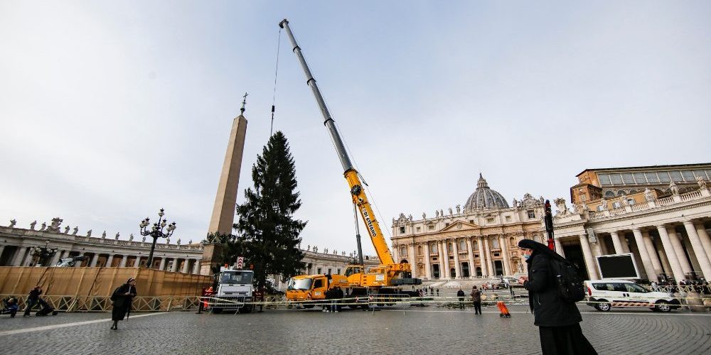Arvore Praça São Pedro