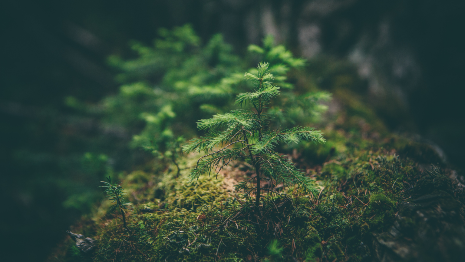 criacao-natureza-Matthew-Smith-na-Unsplash-1536×864