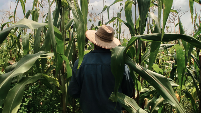 homem-agricultor-plantacao-milho-agronomo-_-foto-erik-via-unsplash-1536×864