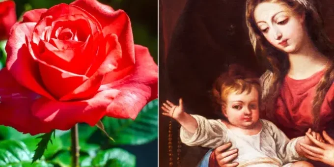 la-rosa-que-no-se-marchita-110324