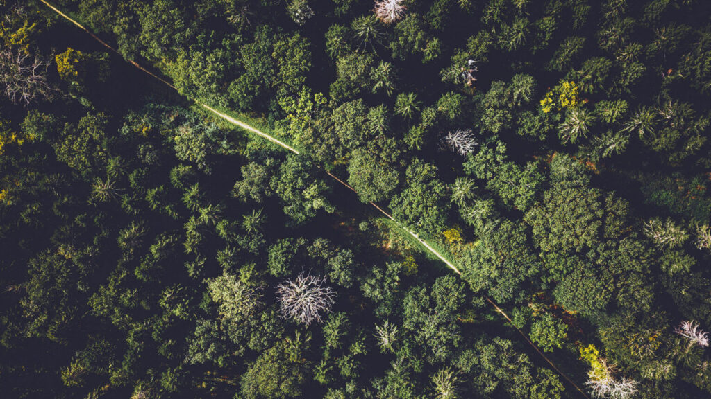 Grupos ambientalistas lançam ‘Aliança Global’ na Vila Laudato si’
