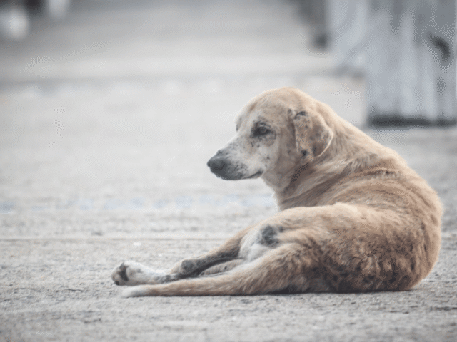 Abandono animal: frei chama a atenção para a ‘cultura do descarte’